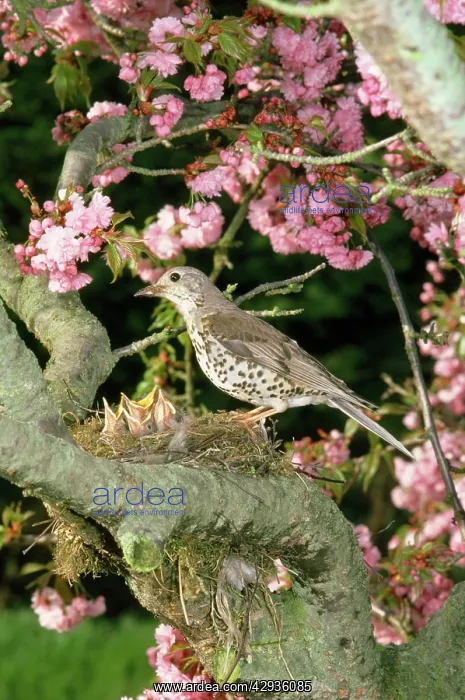 : Mistle Thrush - at nest with young : Mistle Thrush - at nest with young