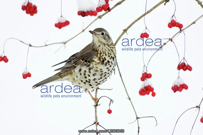 : Mistle Thrush - perched on branch of Guelder Rose : Mistle Thrush - perched on branch of Guelder Rose