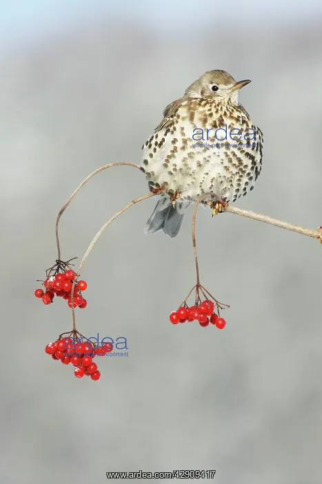 : Mistle Thrush - perched on branch of Guelder Rose : Mistle Thrush - perched on branch of Guelder Rose