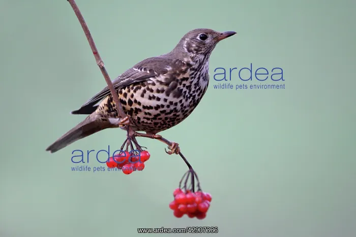 : Mistle Thrush - Perched on Guelder Rose branch : Mistle Thrush - Perched on Guelder Rose branch
