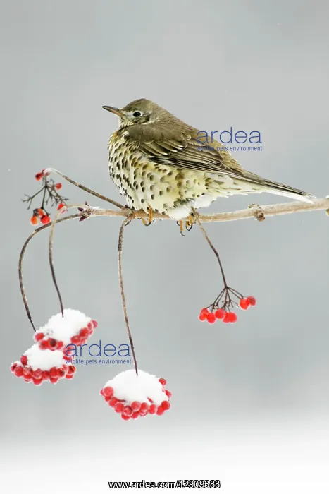  : Mistle Thrush - perched on snow covered branch