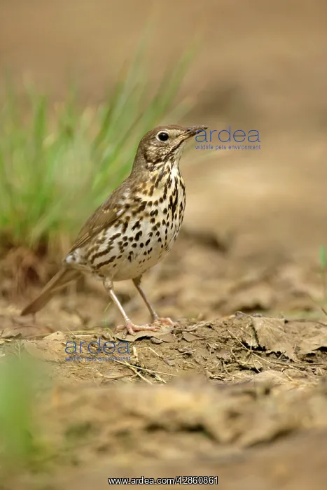 : Mistle Thrush - at rain puddle : Mistle Thrush - at rain puddle