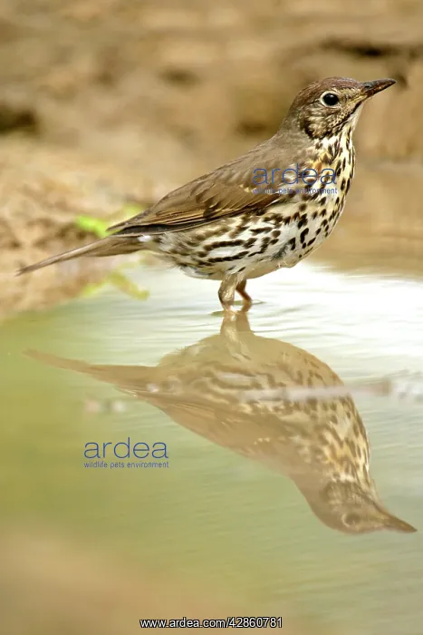 : Mistle Thrush - at rain puddle with reflection : Mistle Thrush - at rain puddle with reflection