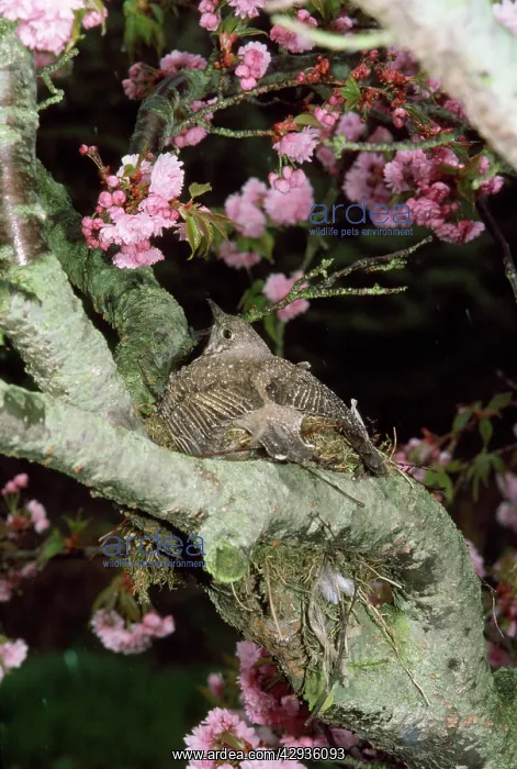 : Mistle Thrush - sheltering nest and eggs from heavy rain : Mistle Thrush - sheltering nest and eggs from heavy rain