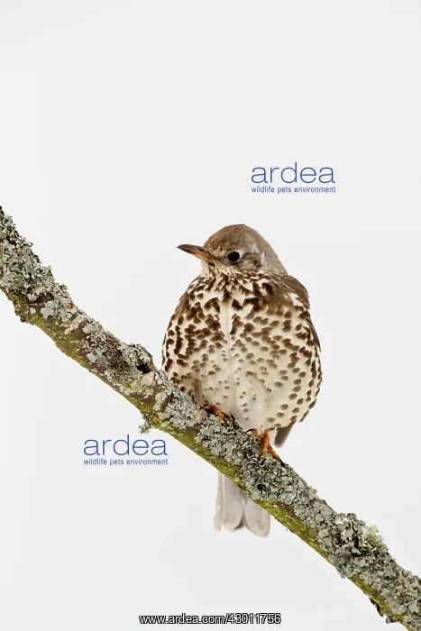 : Mistle Thrush - in snow : Mistle Thrush - in snow