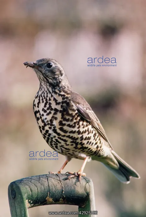 : MISTLE THRUSH - on spade handle : MISTLE THRUSH - on spade handle
