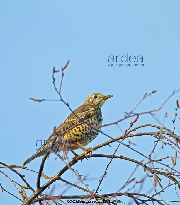 : Mistle Thrush - in tree top : Mistle Thrush - in tree top
