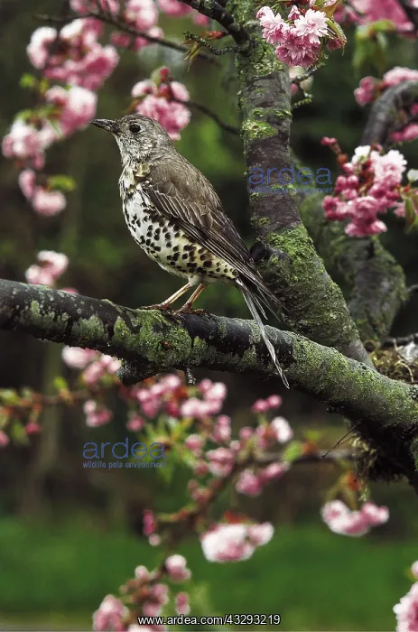 : MISTLE THRUSH - in tree blossom : MISTLE THRUSH - in tree blossom
