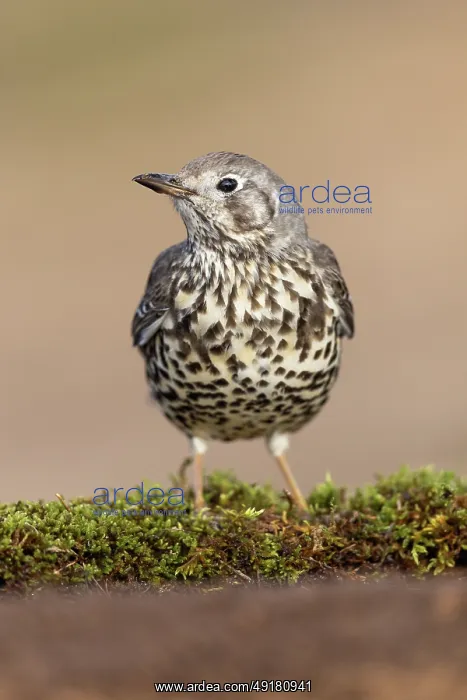  : Mistle Thrush - UK