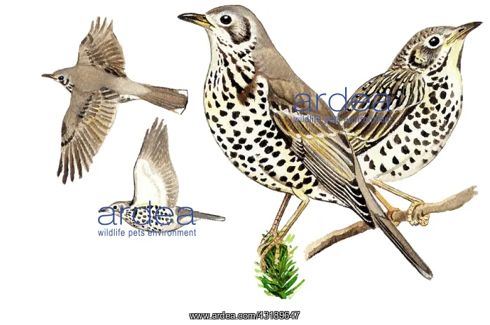 : Mistle Trush (Turdus viscivorus) adult in front : Mistle Trush (Turdus viscivorus) adult in front