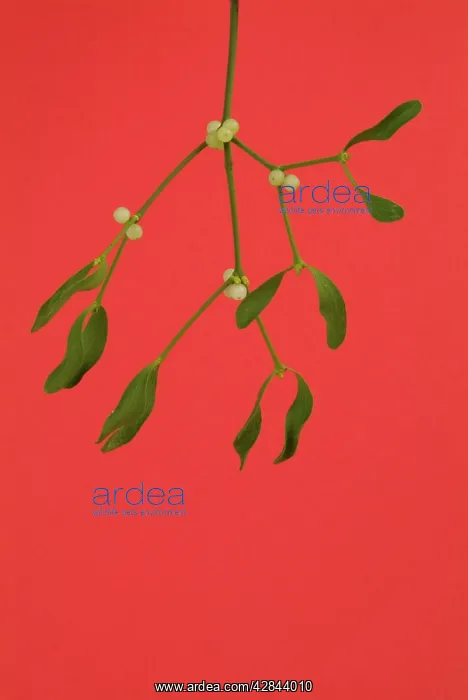  : Mistletoe (Viscum album)