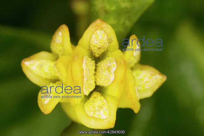 : Mistletoe (Viscum album). male flower in late winter. Dorset, UK : Mistletoe (Viscum album). male flower in late winter. Dorset, UK