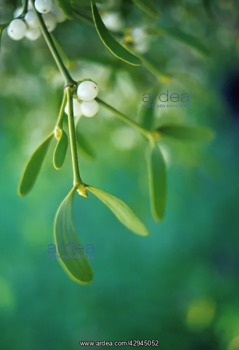 : Mistletoe, Viscum album : Mistletoe, Viscum album