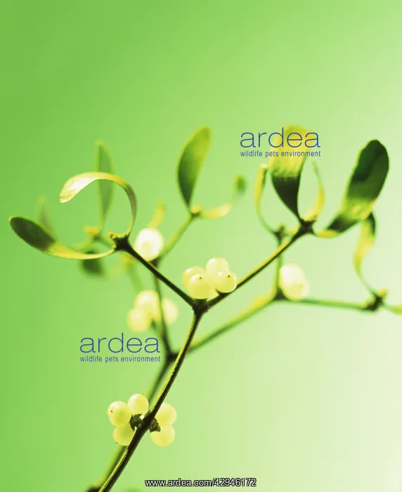 : Mistletoe, Viscum album