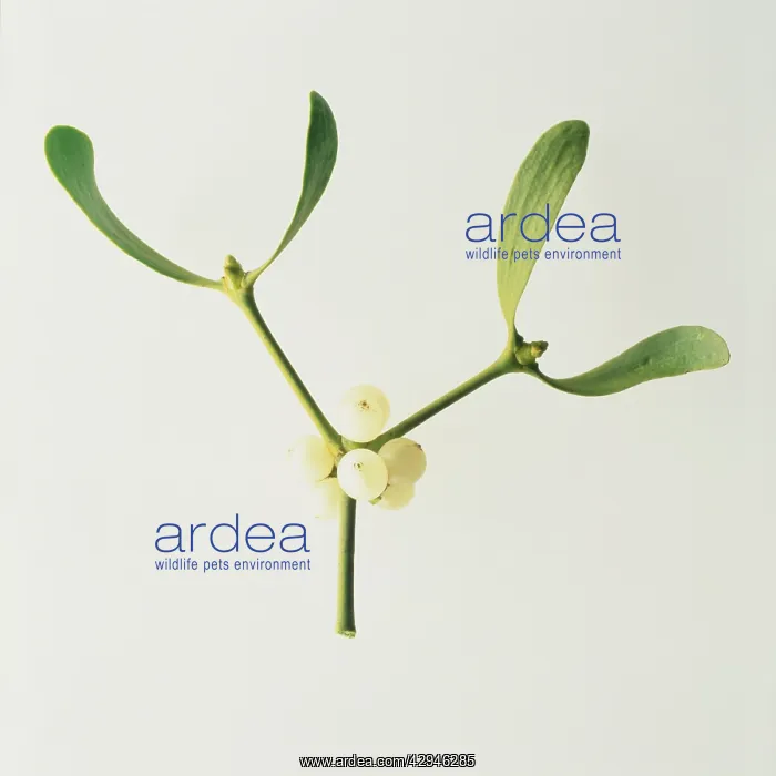 : Mistletoe, Viscum album : Mistletoe, Viscum album