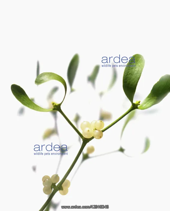  : Mistletoe, Viscum album