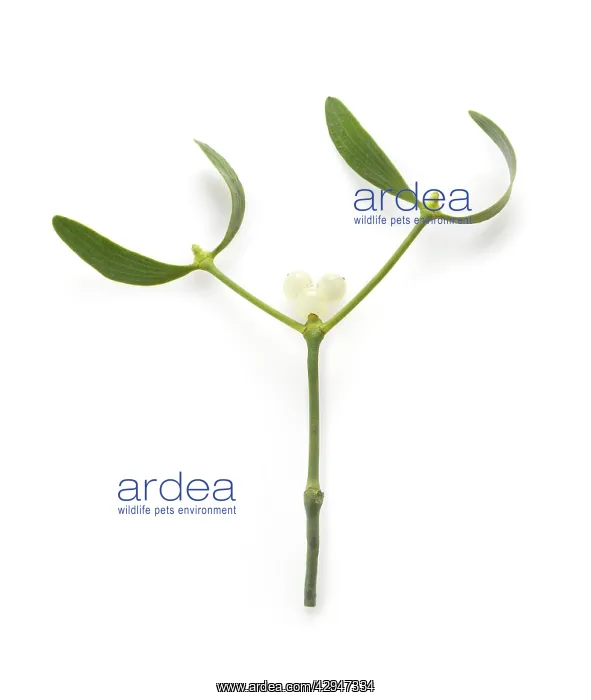 : Mistletoe, Viscum album : Mistletoe, Viscum album