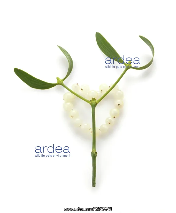 : Mistletoe, Viscum album : Mistletoe, Viscum album