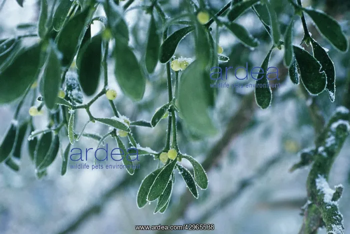 : Mistletoe, Viscum album : Mistletoe, Viscum album