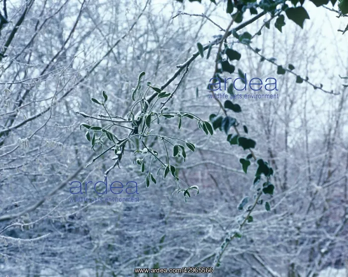 : Mistletoe, Viscum album : Mistletoe, Viscum album