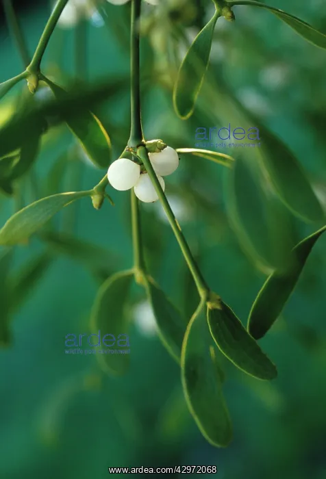: Mistletoe, Viscum album : Mistletoe, Viscum album