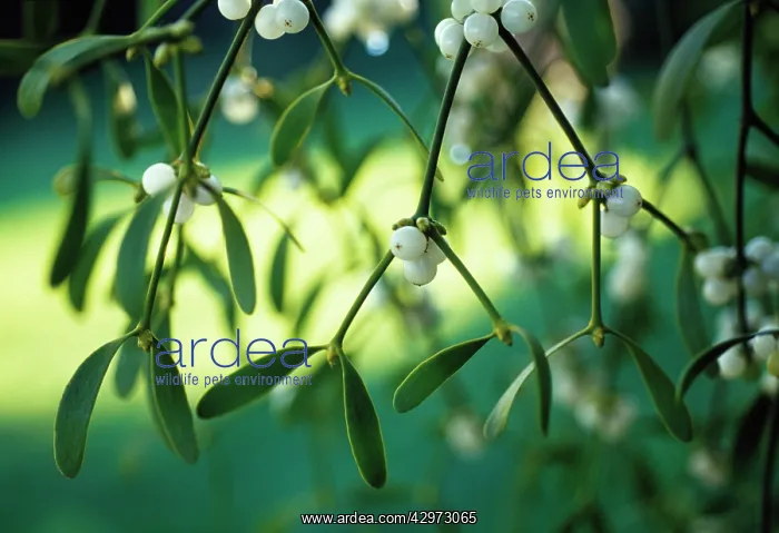 : Mistletoe, Viscum album : Mistletoe, Viscum album
