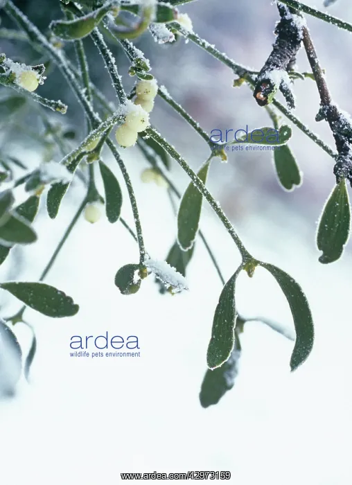 : Mistletoe, Viscum album : Mistletoe, Viscum album