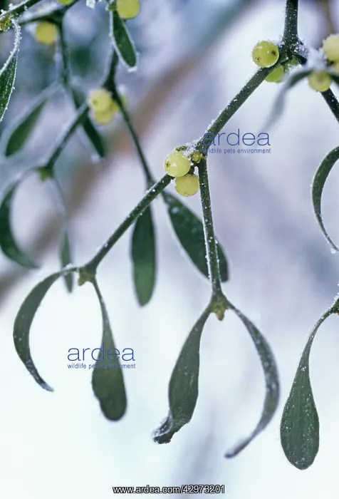 : Mistletoe, Viscum album : Mistletoe, Viscum album