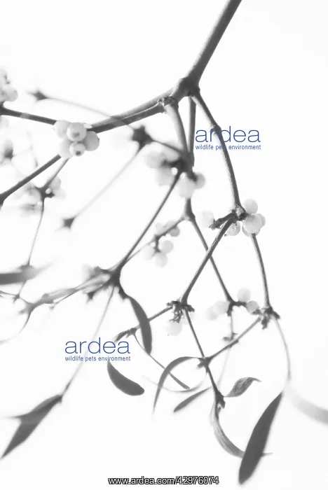 : Mistletoe, Viscum album : Mistletoe, Viscum album