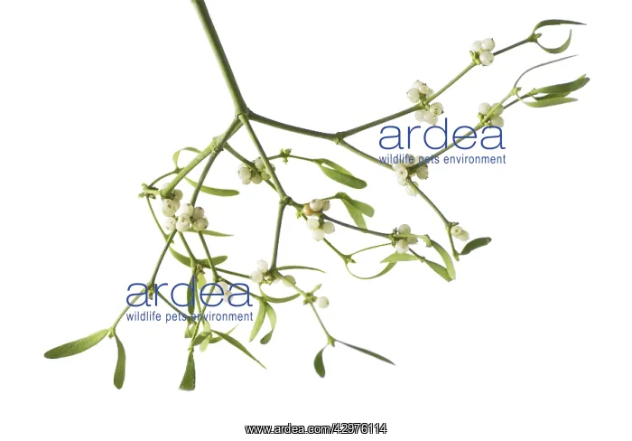 : Mistletoe, Viscum album : Mistletoe, Viscum album