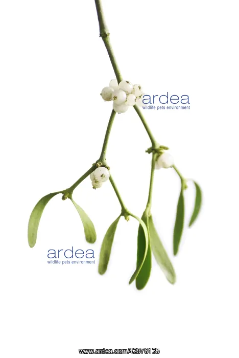 : Mistletoe, Viscum album : Mistletoe, Viscum album