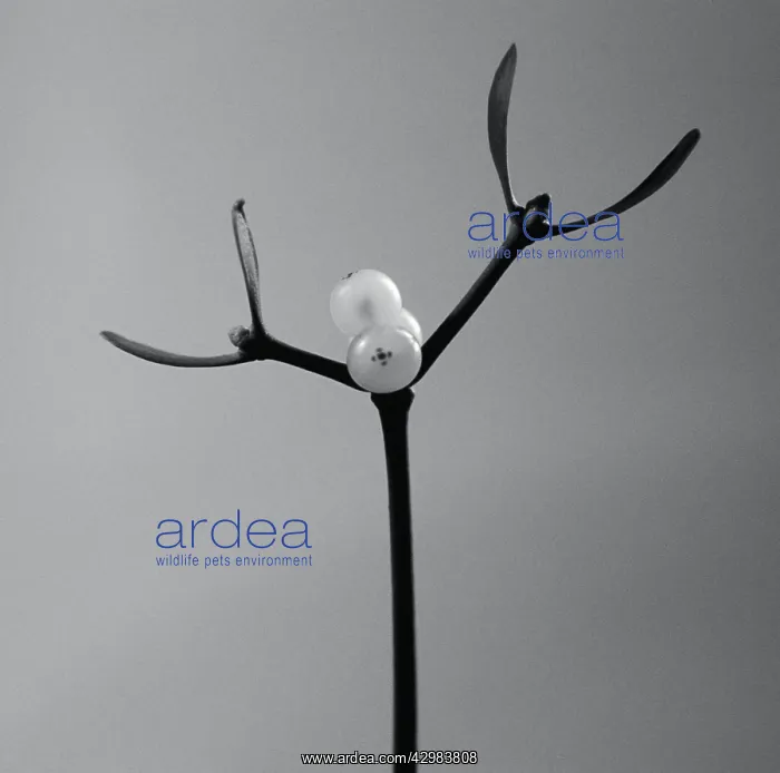 : Mistletoe, Viscum album : Mistletoe, Viscum album