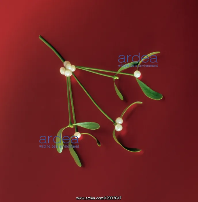  : Mistletoe, Viscum album