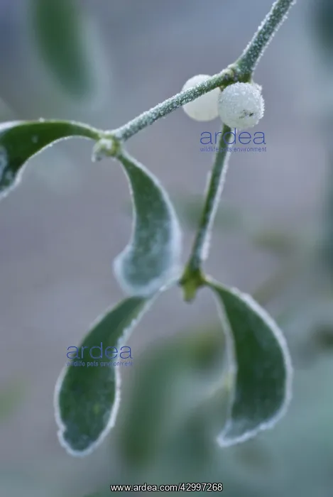 : Mistletoe, Viscum album : Mistletoe, Viscum album