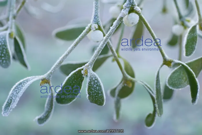: Mistletoe, Viscum album : Mistletoe, Viscum album