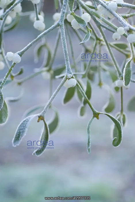 : Mistletoe, Viscum album : Mistletoe, Viscum album