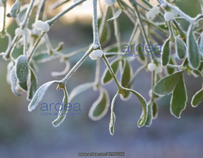 : Mistletoe, Viscum album : Mistletoe, Viscum album