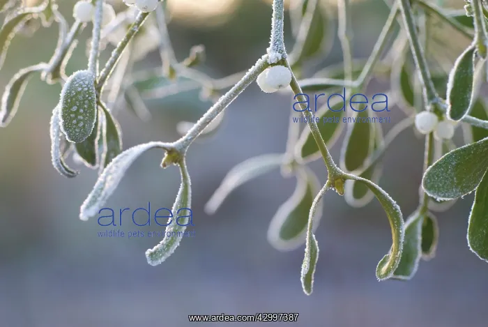 : Mistletoe, Viscum album : Mistletoe, Viscum album