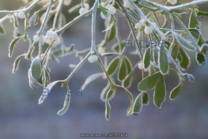 : Mistletoe, Viscum album : Mistletoe, Viscum album