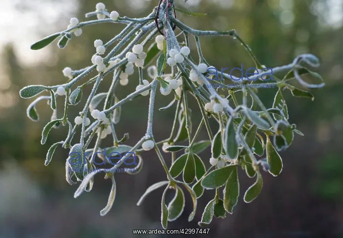 : Mistletoe, Viscum album : Mistletoe, Viscum album