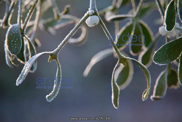 : Mistletoe, Viscum album : Mistletoe, Viscum album