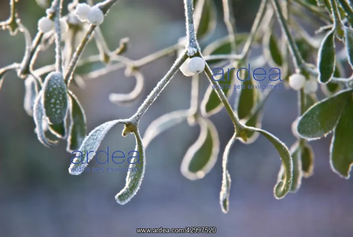 : Mistletoe, Viscum album : Mistletoe, Viscum album