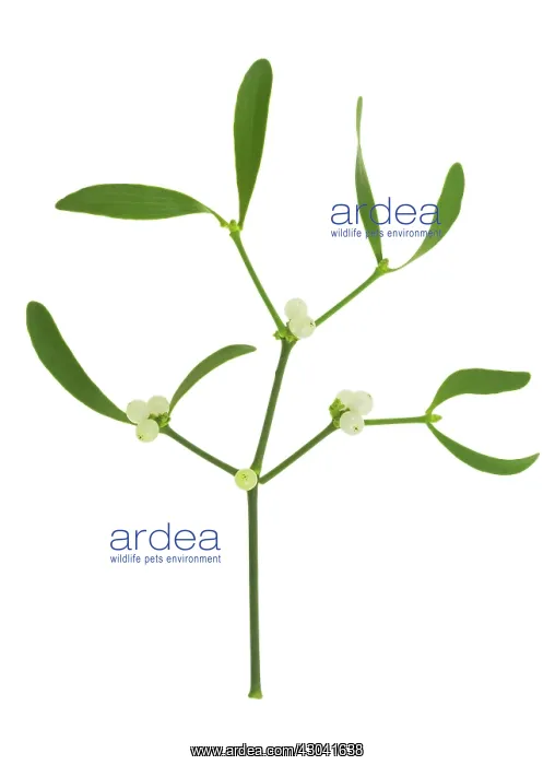 : Mistletoe, Viscum album : Mistletoe, Viscum album