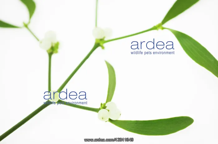 : Mistletoe, Viscum album : Mistletoe, Viscum album
