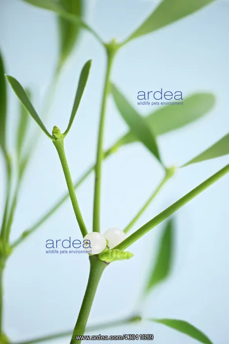 : Mistletoe, Viscum album : Mistletoe, Viscum album