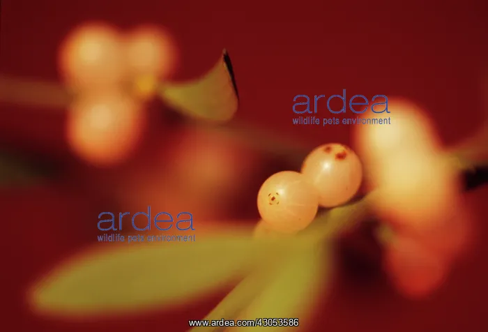 : Mistletoe, Viscum album : Mistletoe, Viscum album
