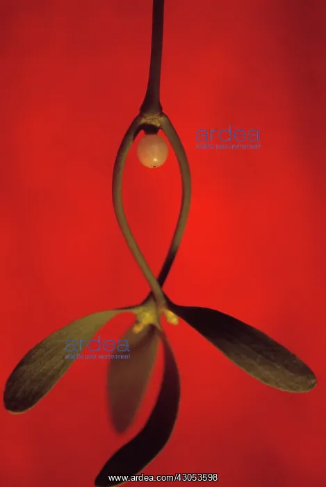 : Mistletoe, Viscum album : Mistletoe, Viscum album