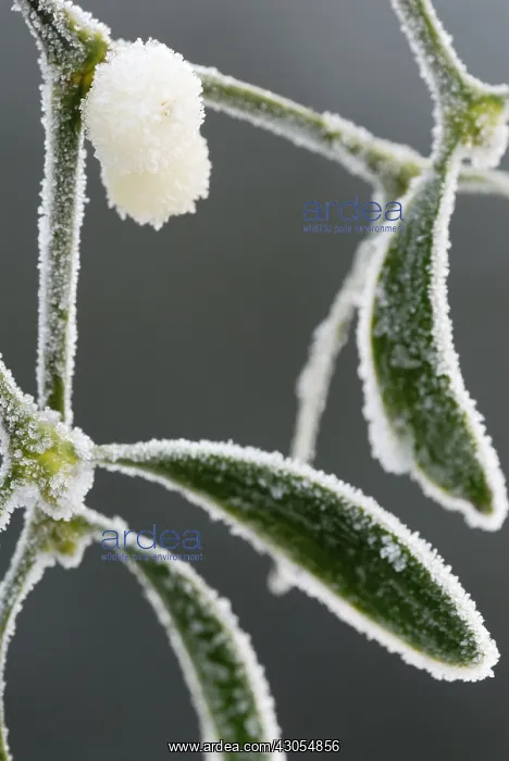 : Mistletoe, Viscum album : Mistletoe, Viscum album