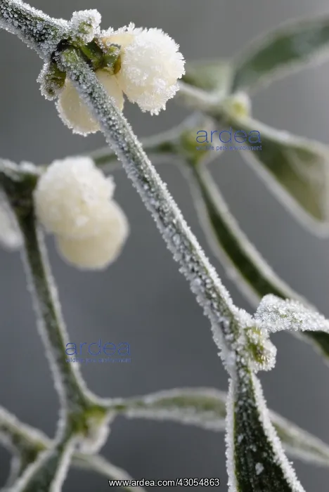 : Mistletoe, Viscum album : Mistletoe, Viscum album
