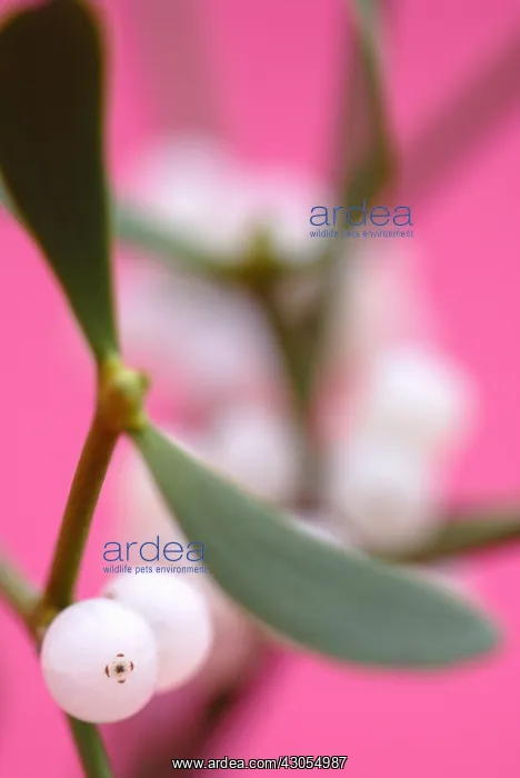 : Mistletoe, Viscum album : Mistletoe, Viscum album